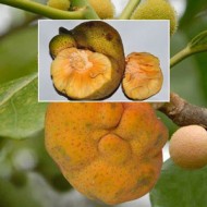 Dewa fruit- 500gm