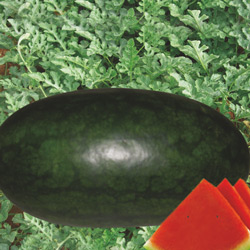 Black Watermelon 1kg