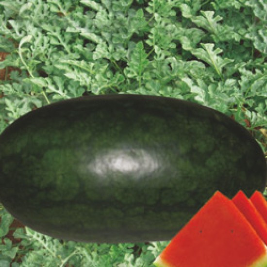 Black Watermelon 1kg