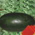Black Watermelon 1kg