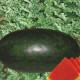 Black Watermelon 1kg