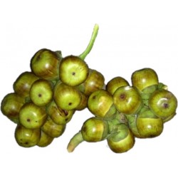 Taaler Shash/Daab (Palm Shoot) 1Pcs