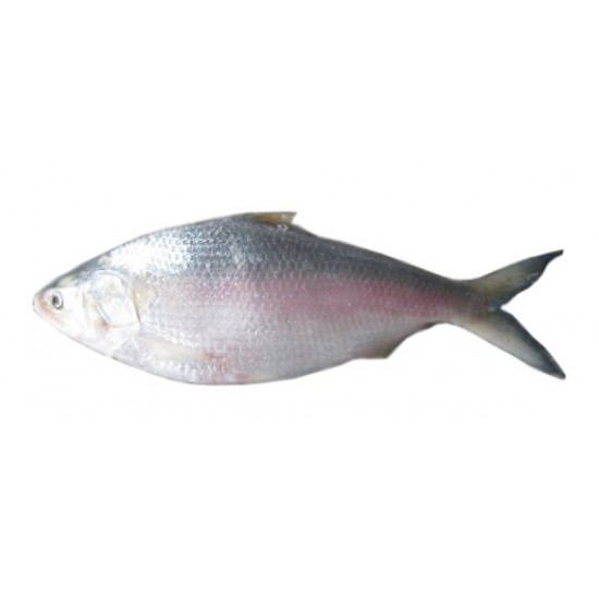 Hilsha Whole Frozen (Net Weight ± 50 gm) 900gm