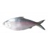 Hilsha Whole Frozen (Net Weight ± 50 gm) 900gm