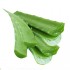 AloeVera 1pc