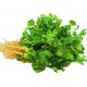 Coriander Leaves 100gm