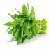 Water Spinach (1 Bundle/200gm)