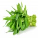 Water Spinach (1 Bundle/200gm)