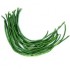 Long Bean 500gm