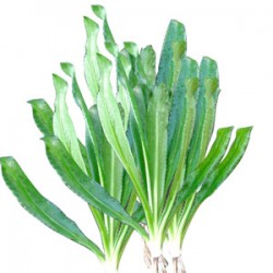 Coriander Leaves- 50gm