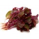 Red Spinach (1 Bundle/200gm)