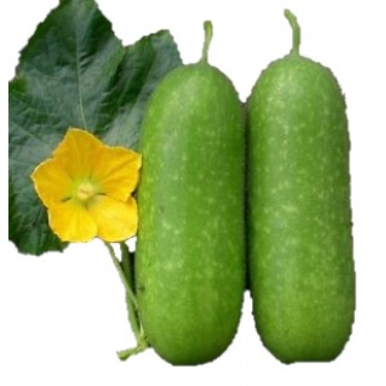 Water Pumpkin 1 Pcs